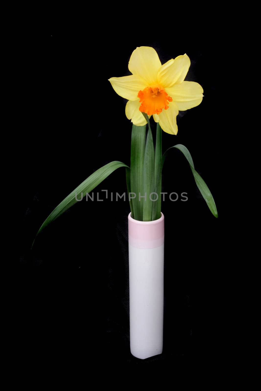 spring yellow flower on the black background