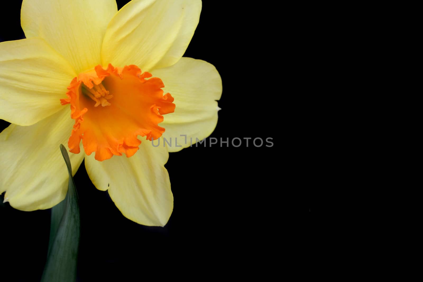 spring yellow flower on the black background