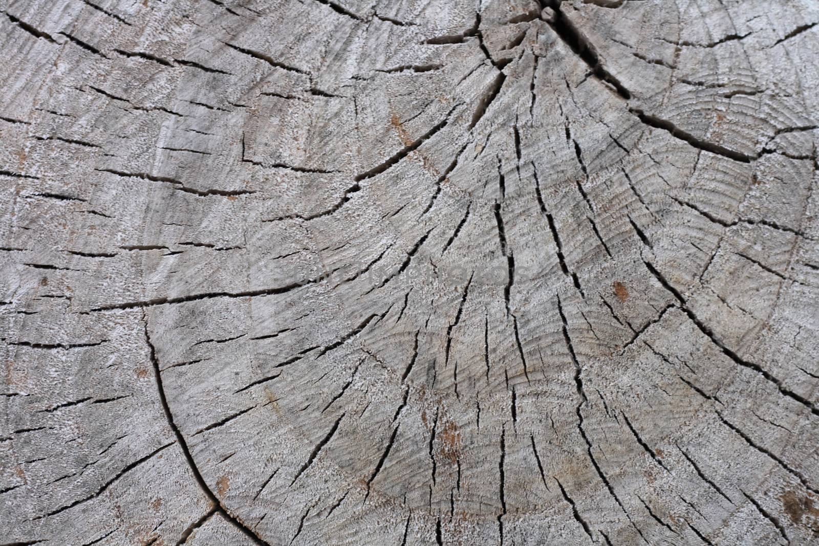 wood texture by jonnysek