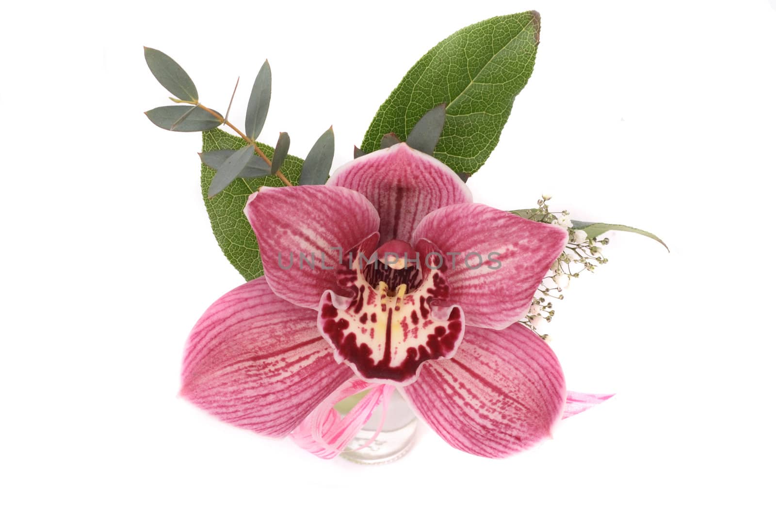 pink flower (orchidea) with green leaves on the white background