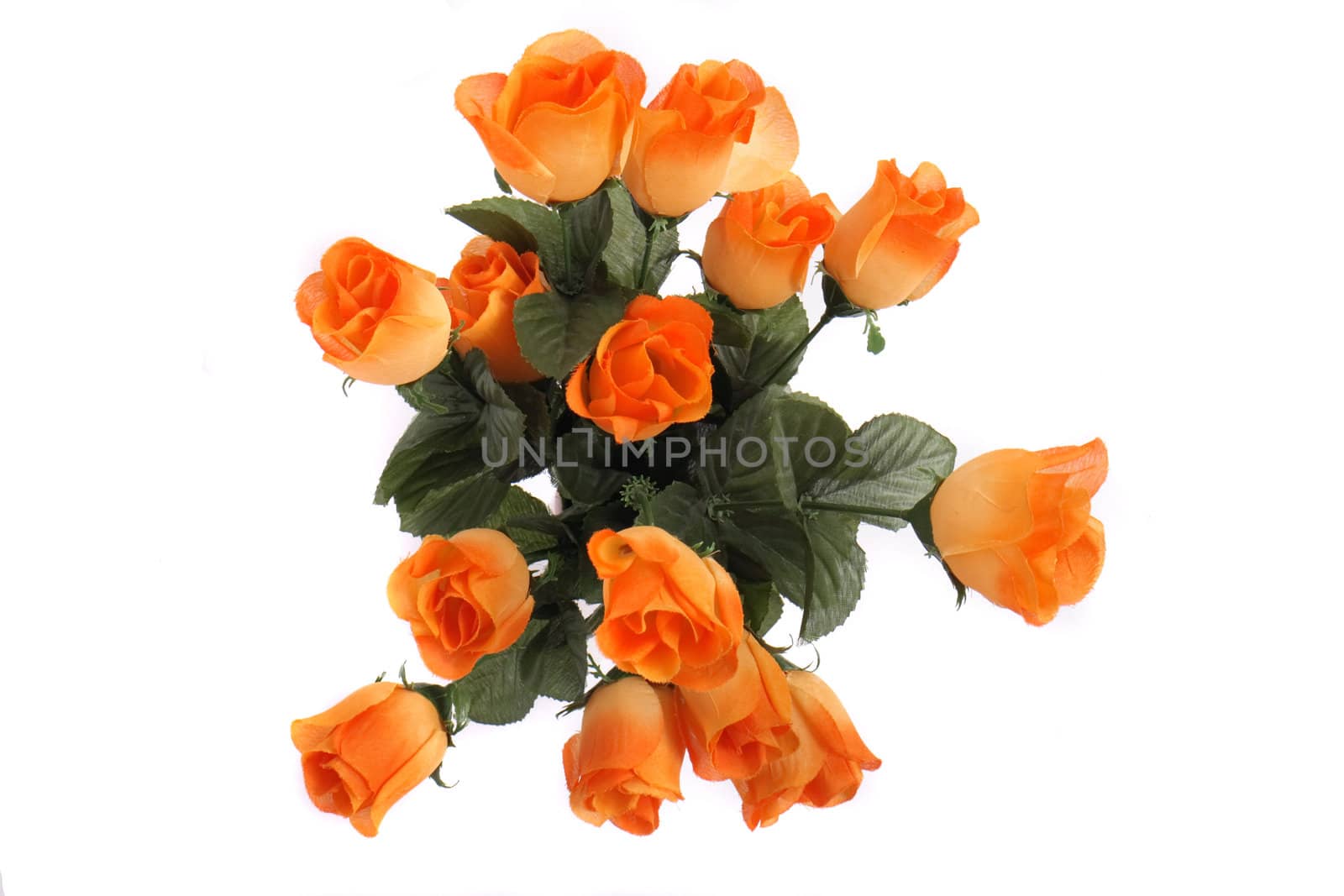 fresh orange roses on the white background