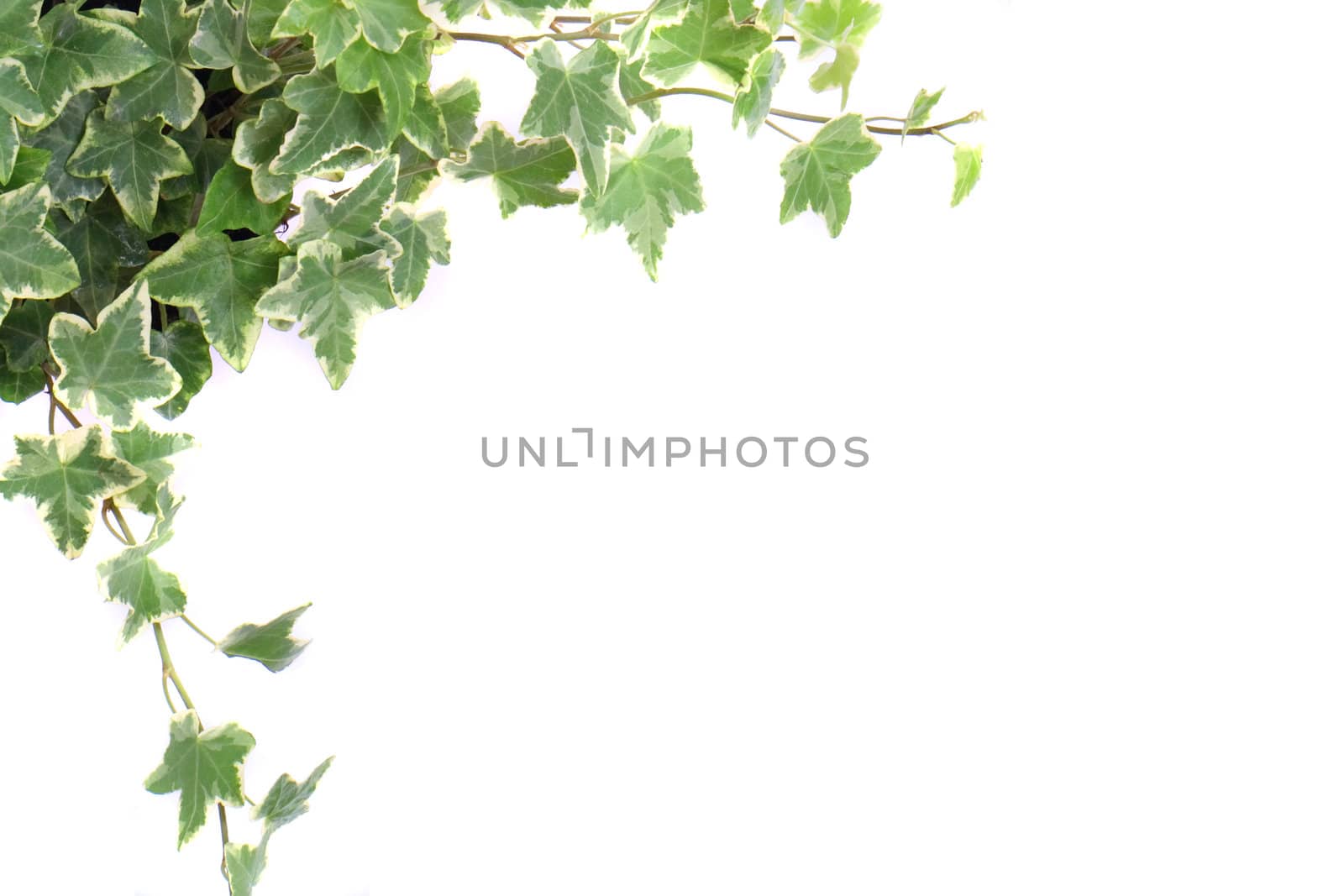 many green leaves on the white background