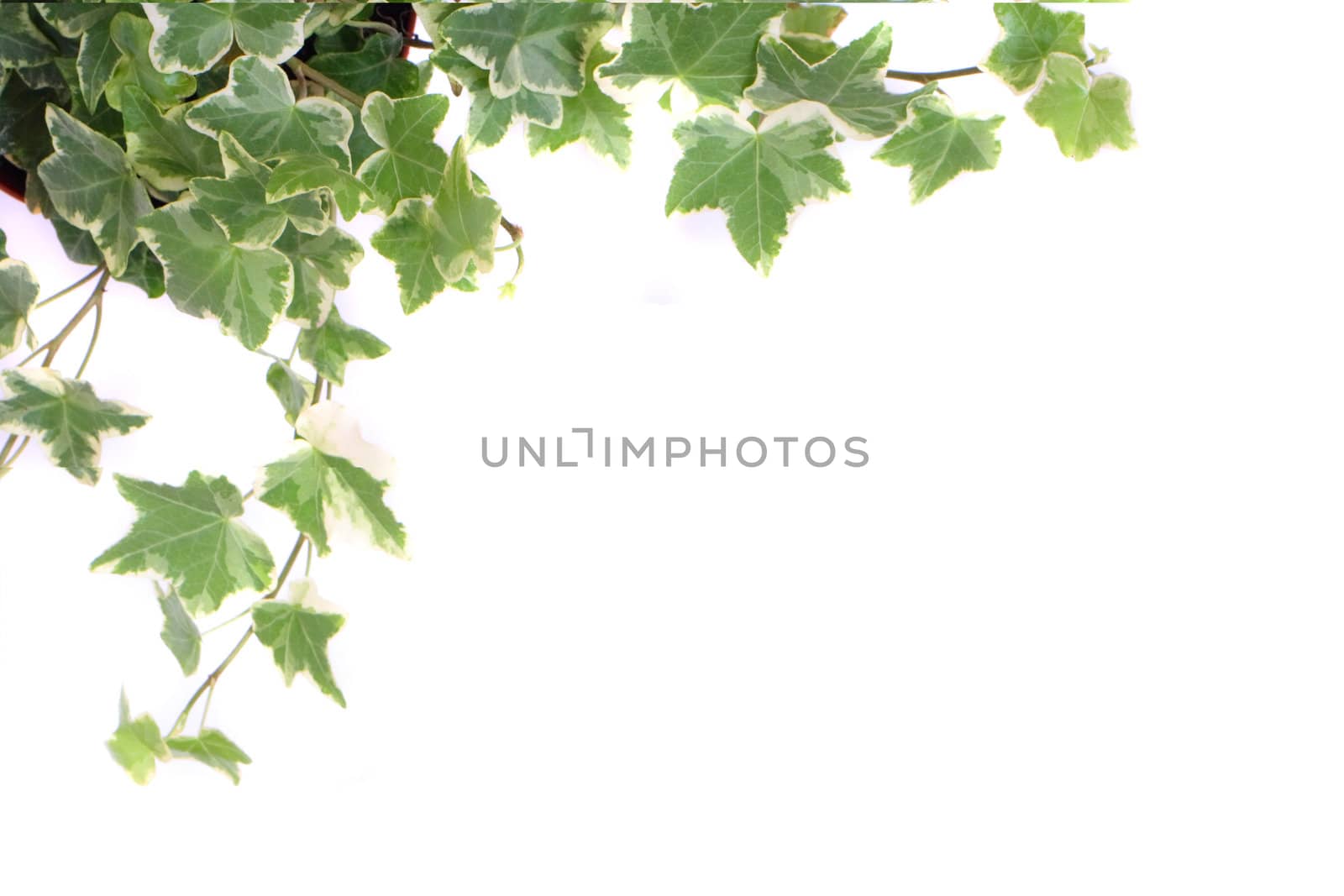 many green leaves on the white background