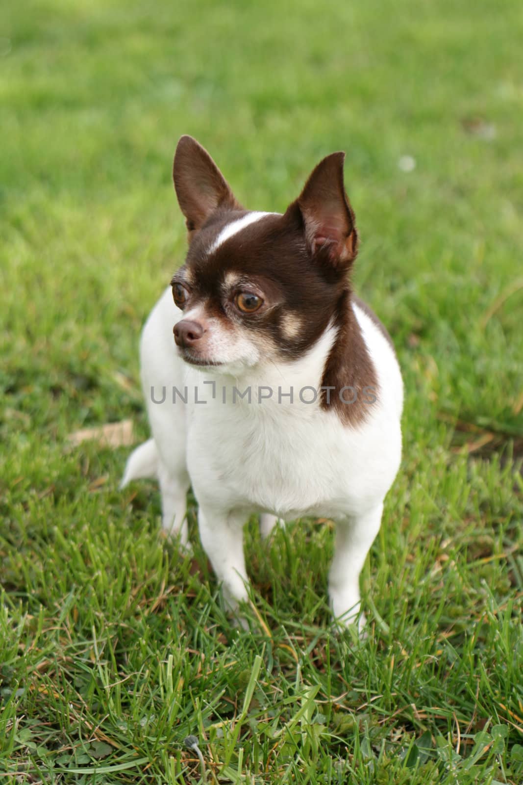 a little dog chihuahua on the grass