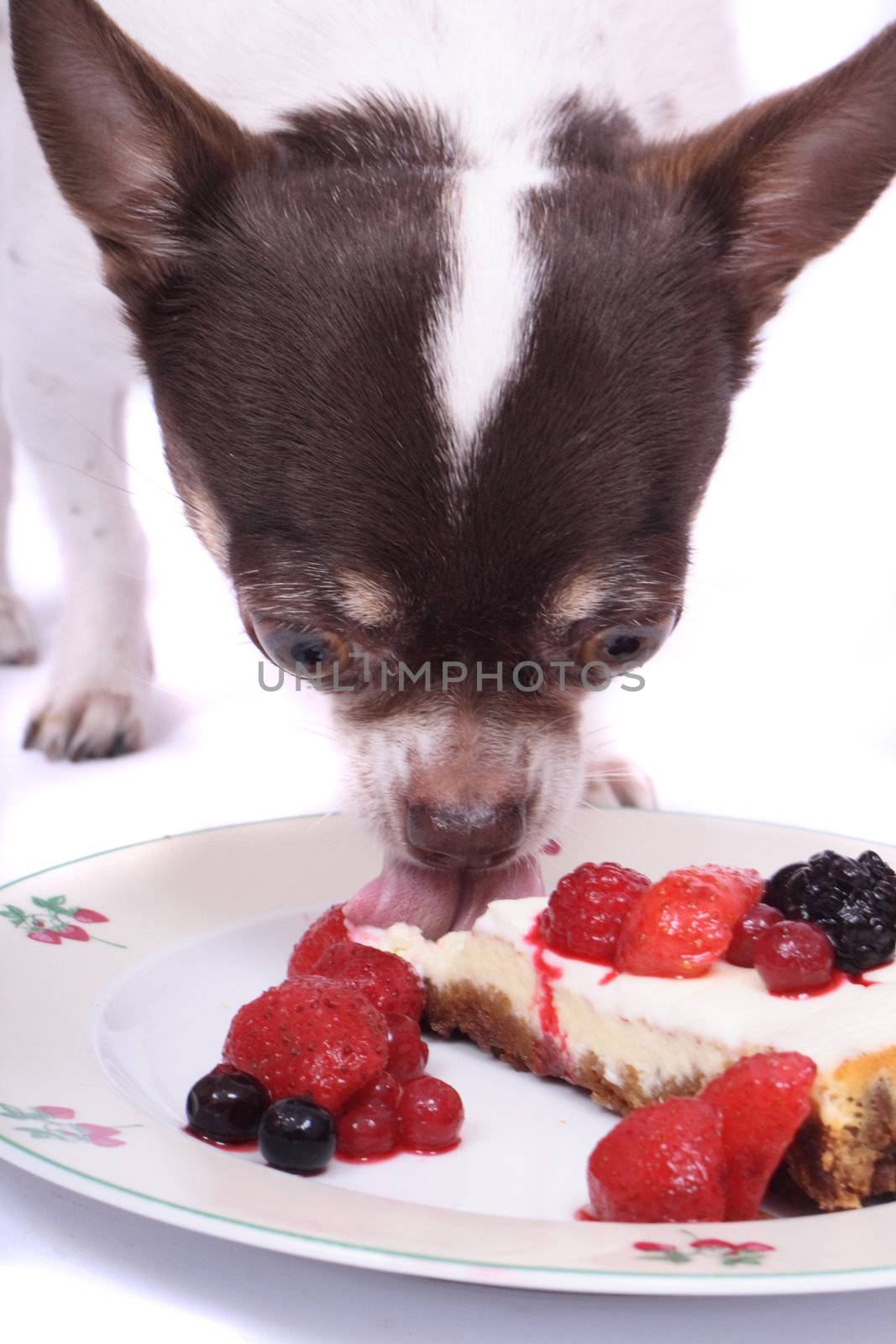cheesecake with fruits and chihuahua on the white background 