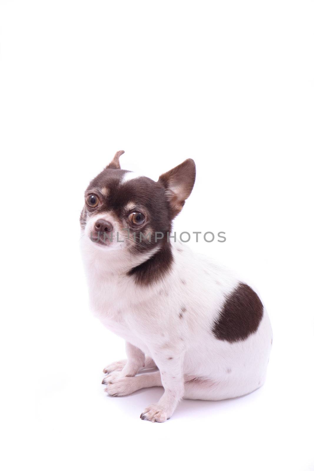  my sweet chihuahua on the white background