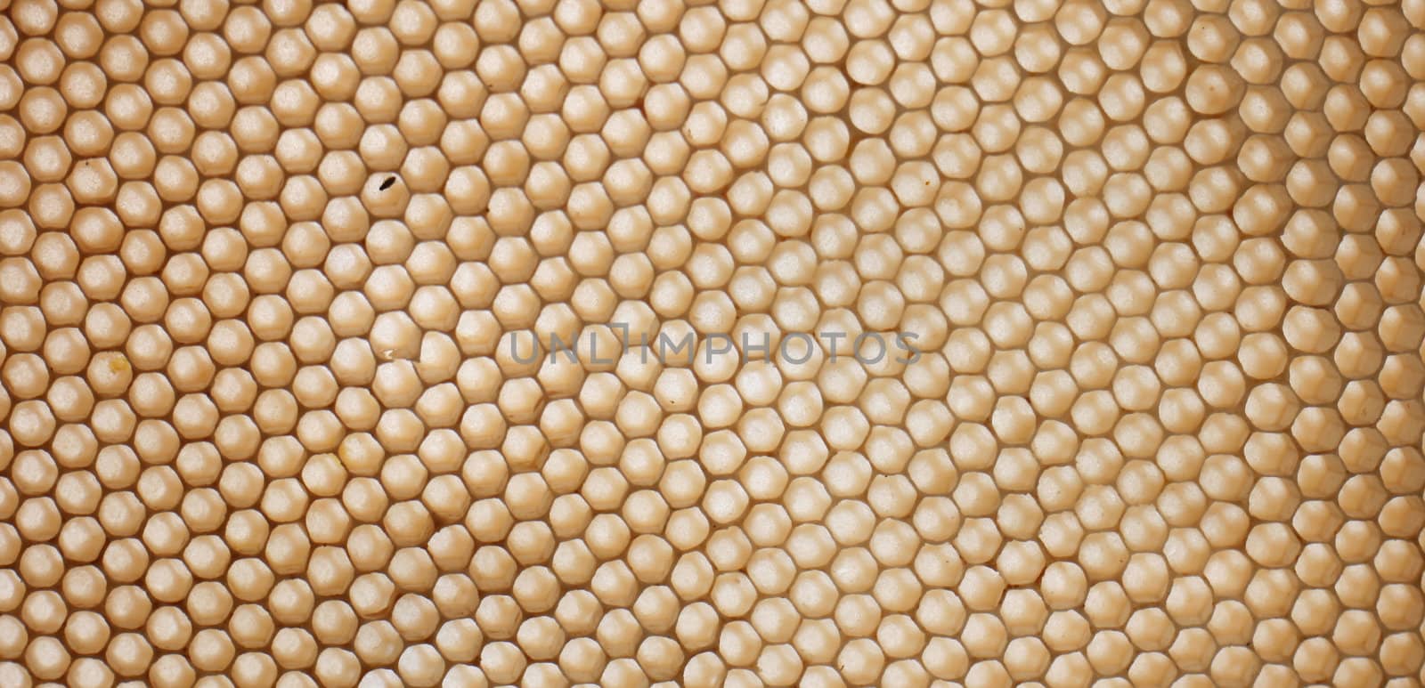 an abstract background from the little honeycomb