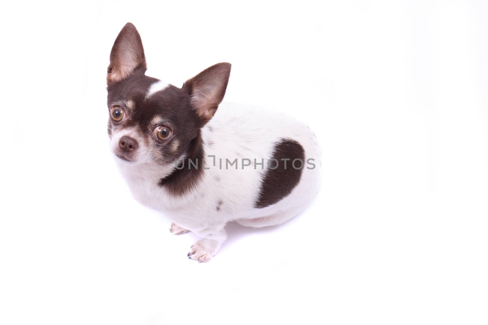  my sweet chihuahua on the white background