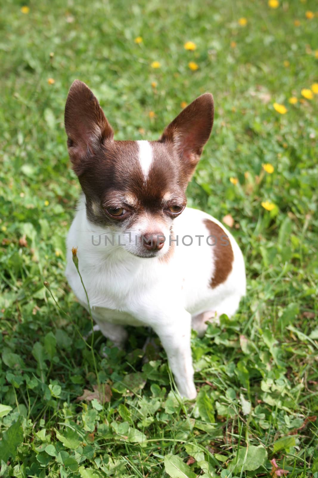 sweet small chihuahua in the green grass 