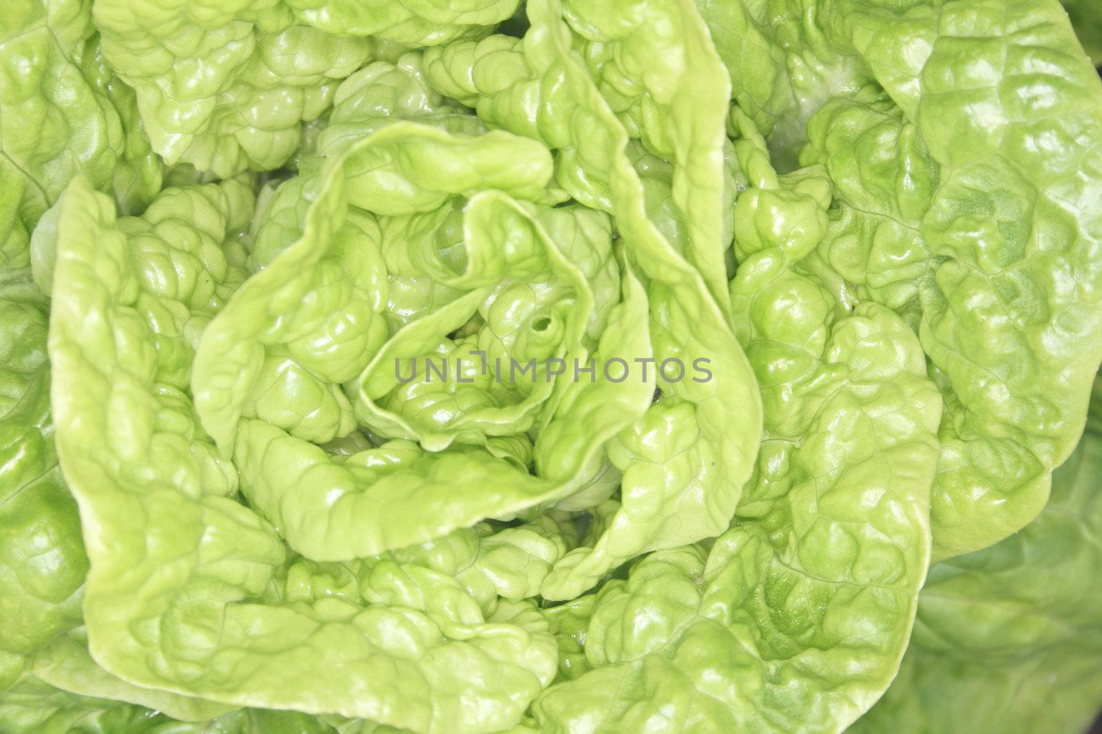 an abstract background from green fresh lettuce
