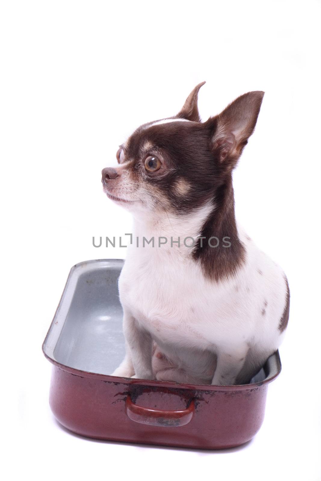 chihuahua in the pot on the white background