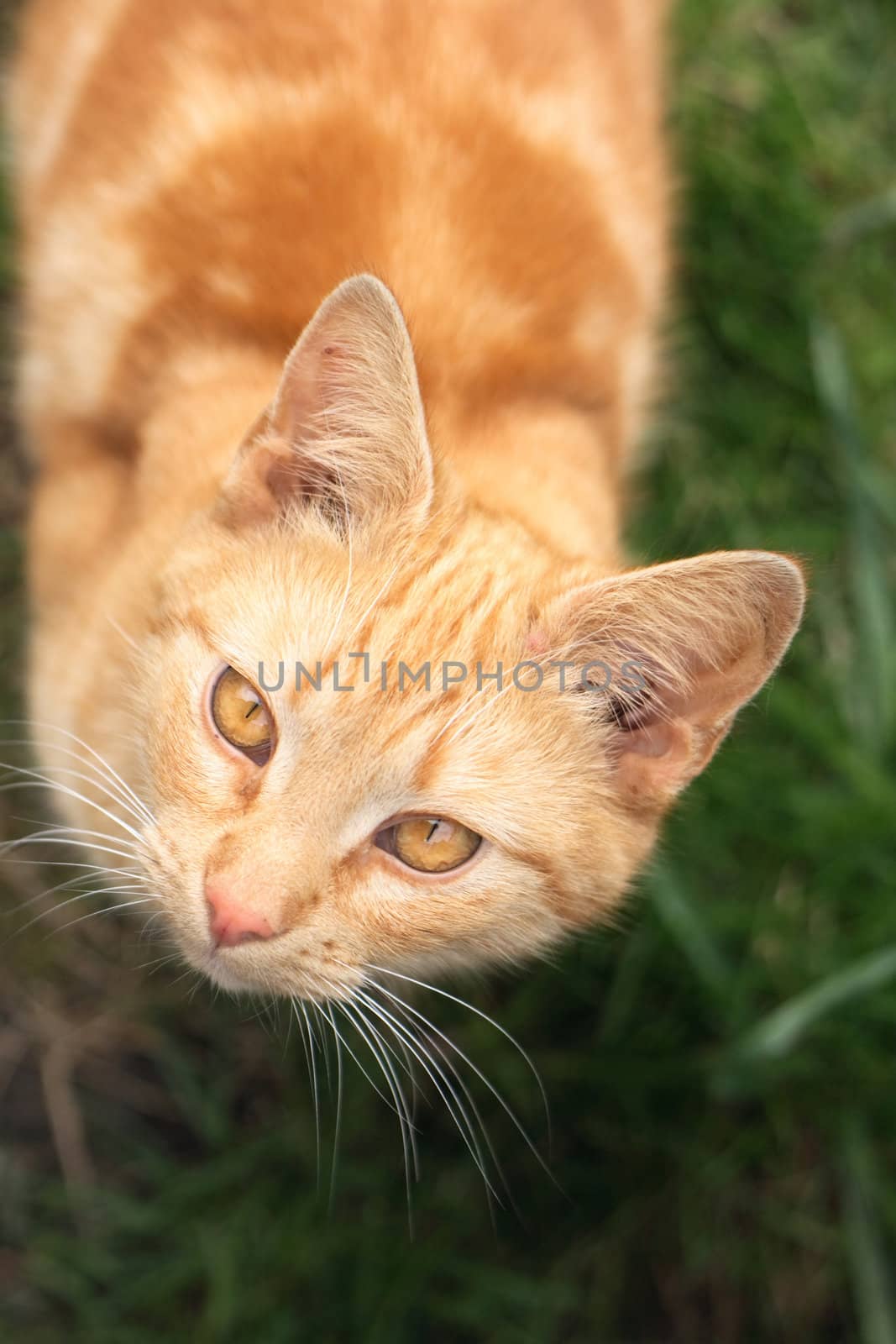 a little foxy cat in the nature