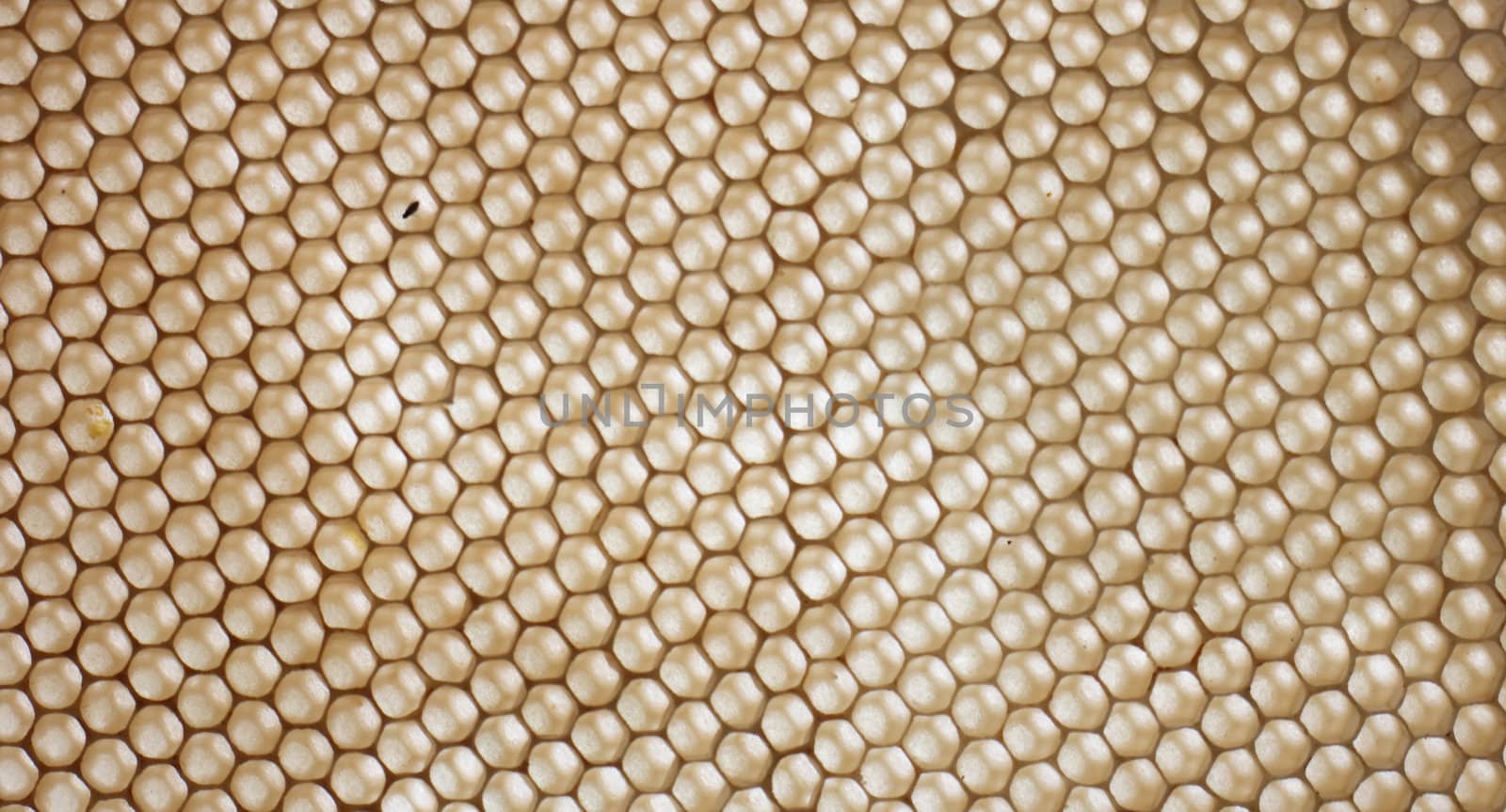 empty honey texture (detail of the bee farm)