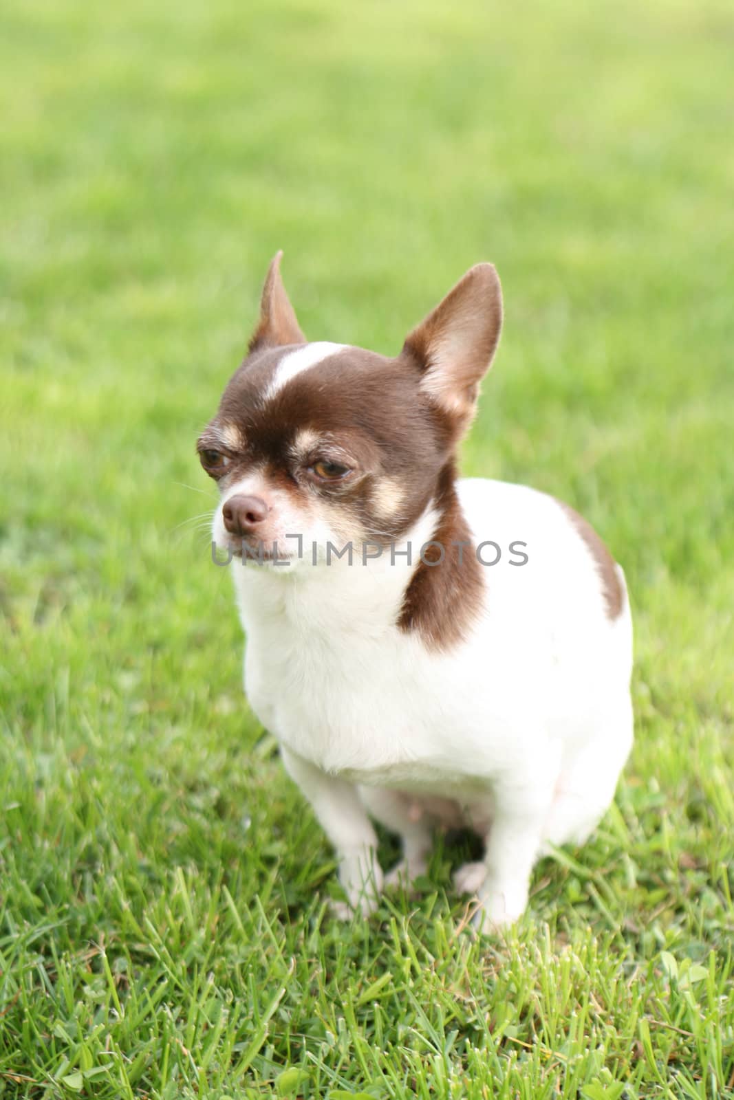 a little dog chihuahua on the grass