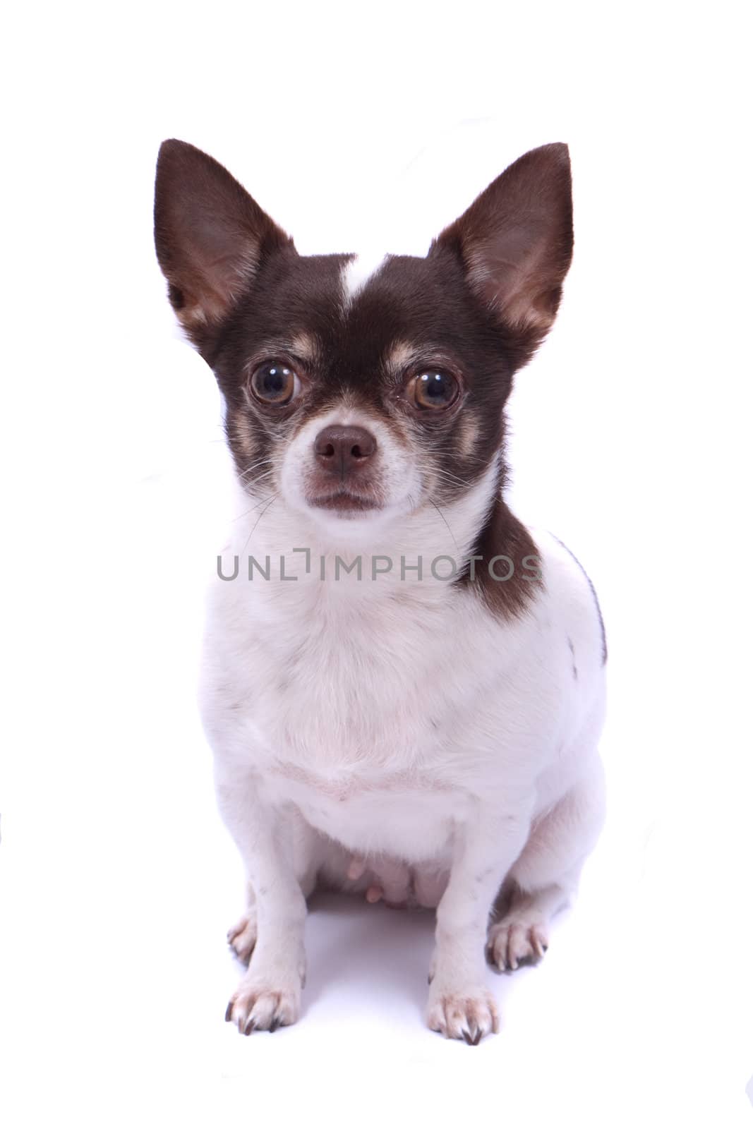 little dog chihuahua on the white background