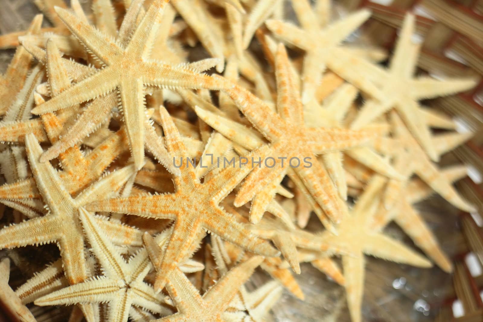 very nice natural yellow sea stars background