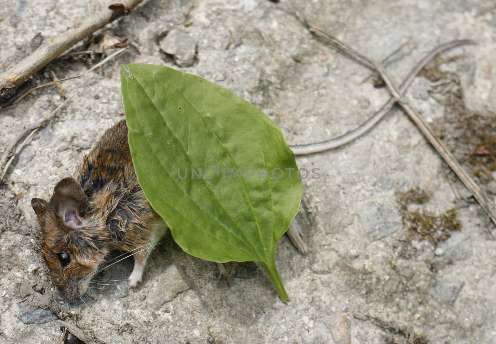 a little dead mouse on grey background