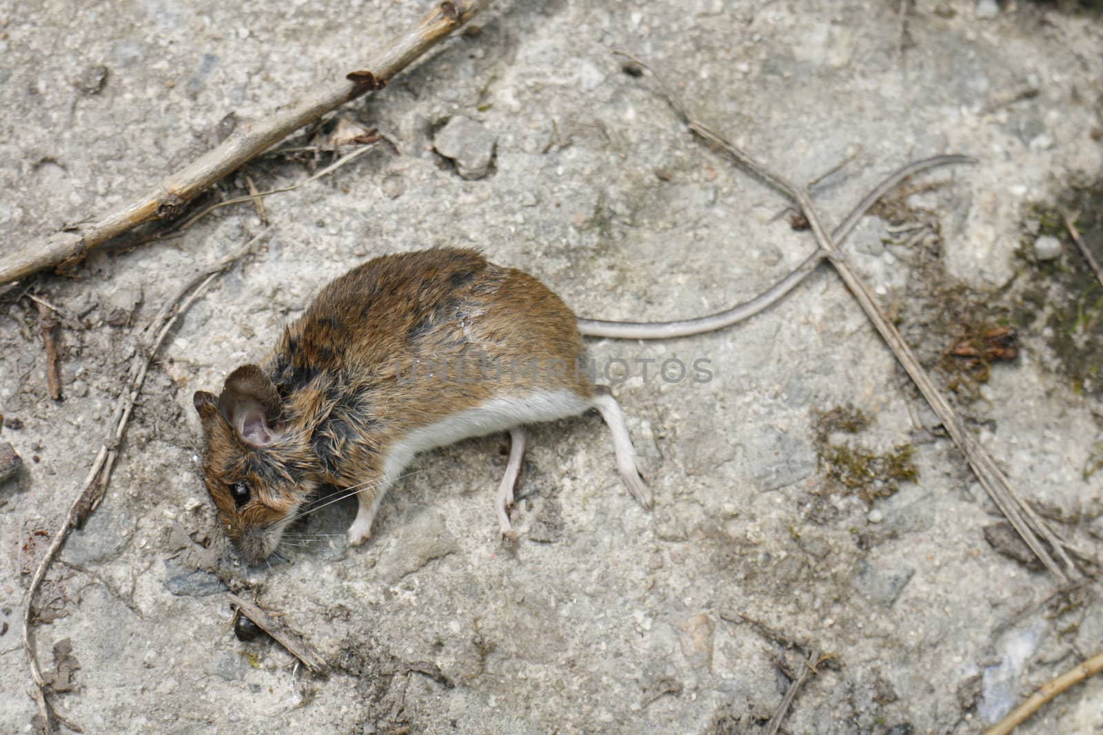 a little dead mouse on grey background