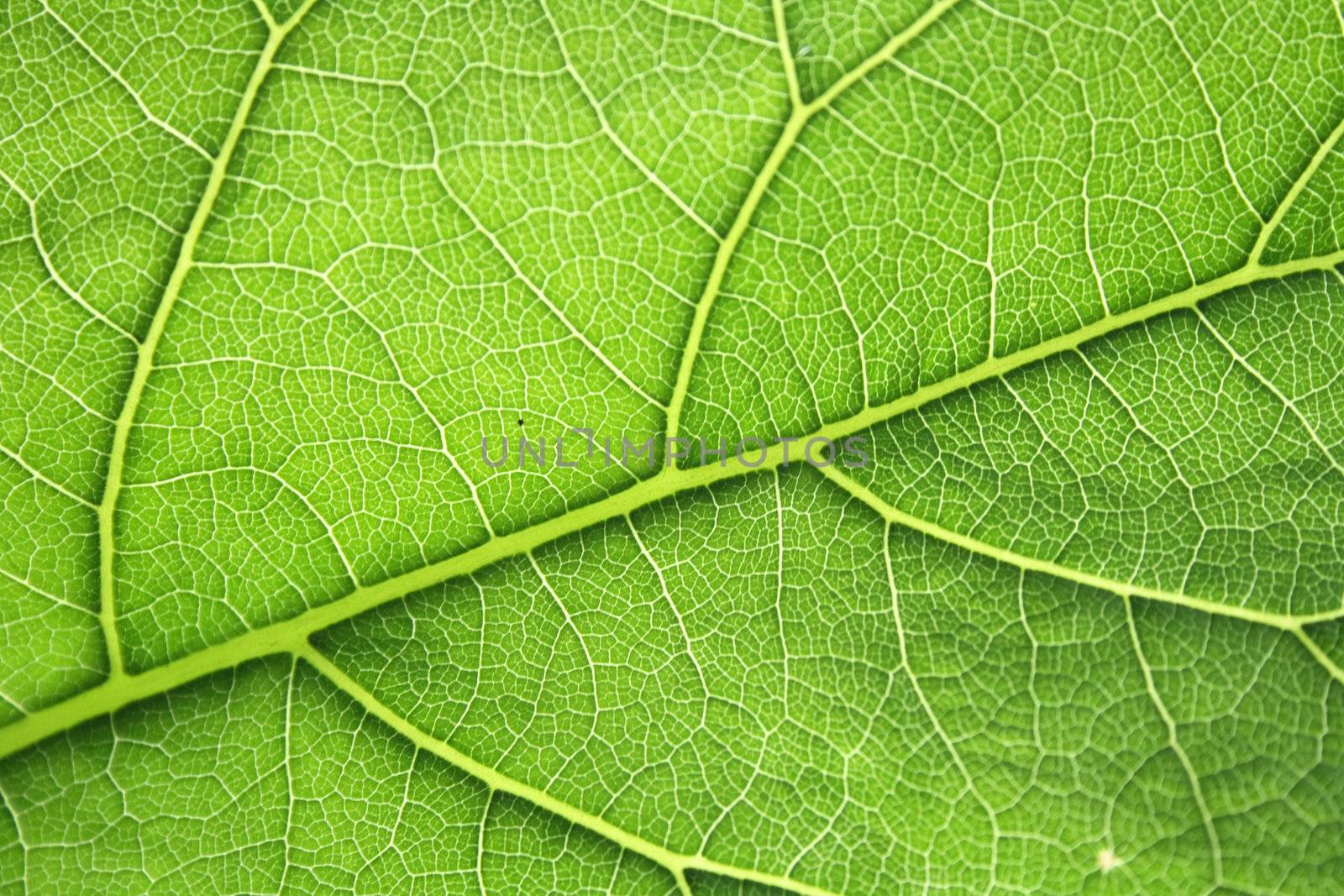 an abstract background from leaf texture