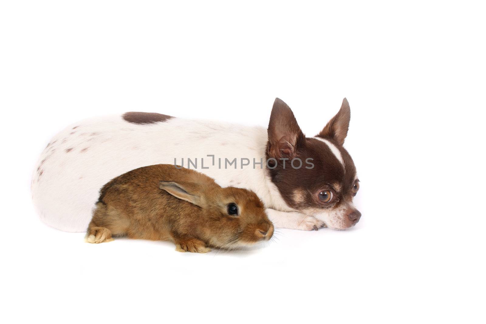 chihuahua dog and her friend on the white background