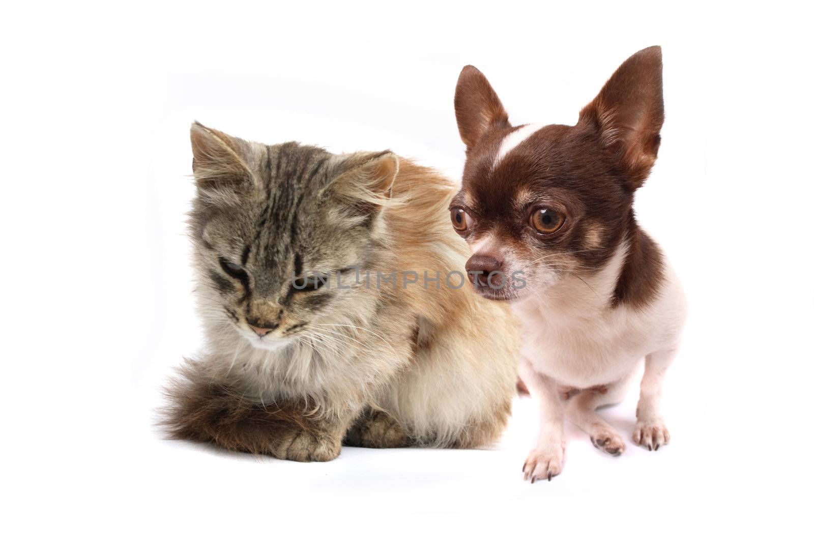 chihuahua and her friend on the white background