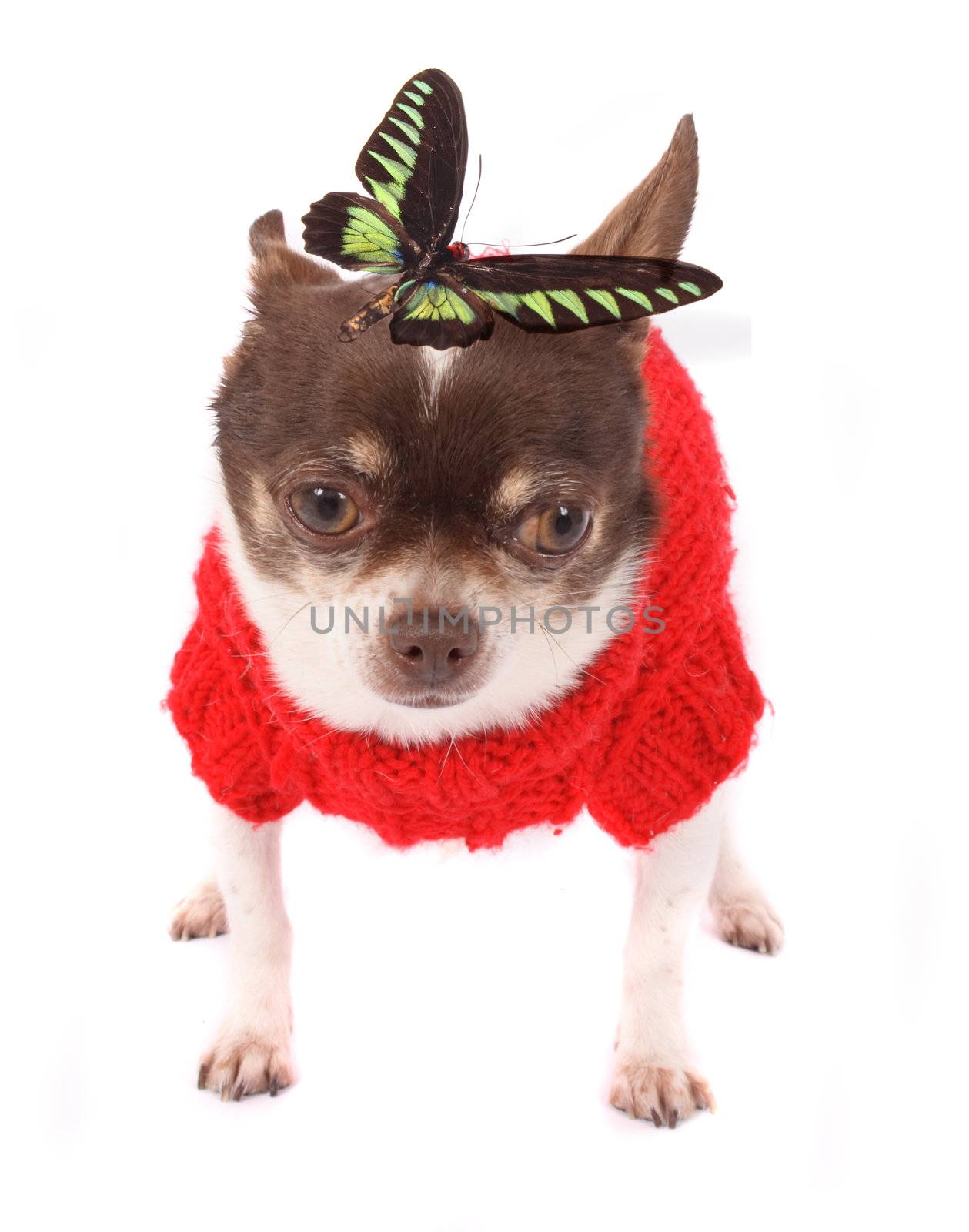 chihuahua and butterfly on the white background