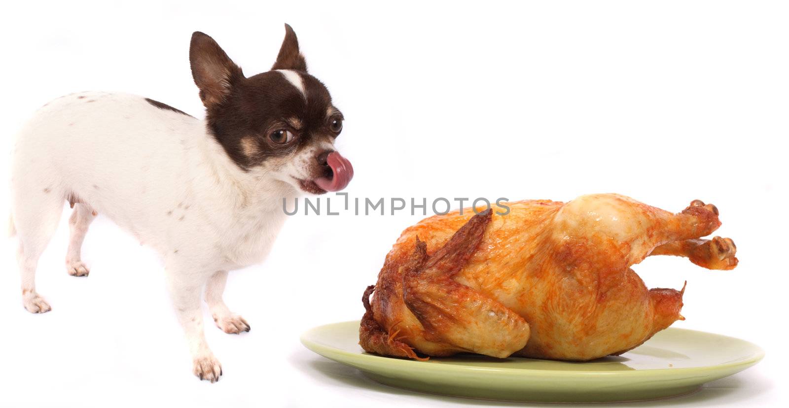 dog and chicken by jonnysek
