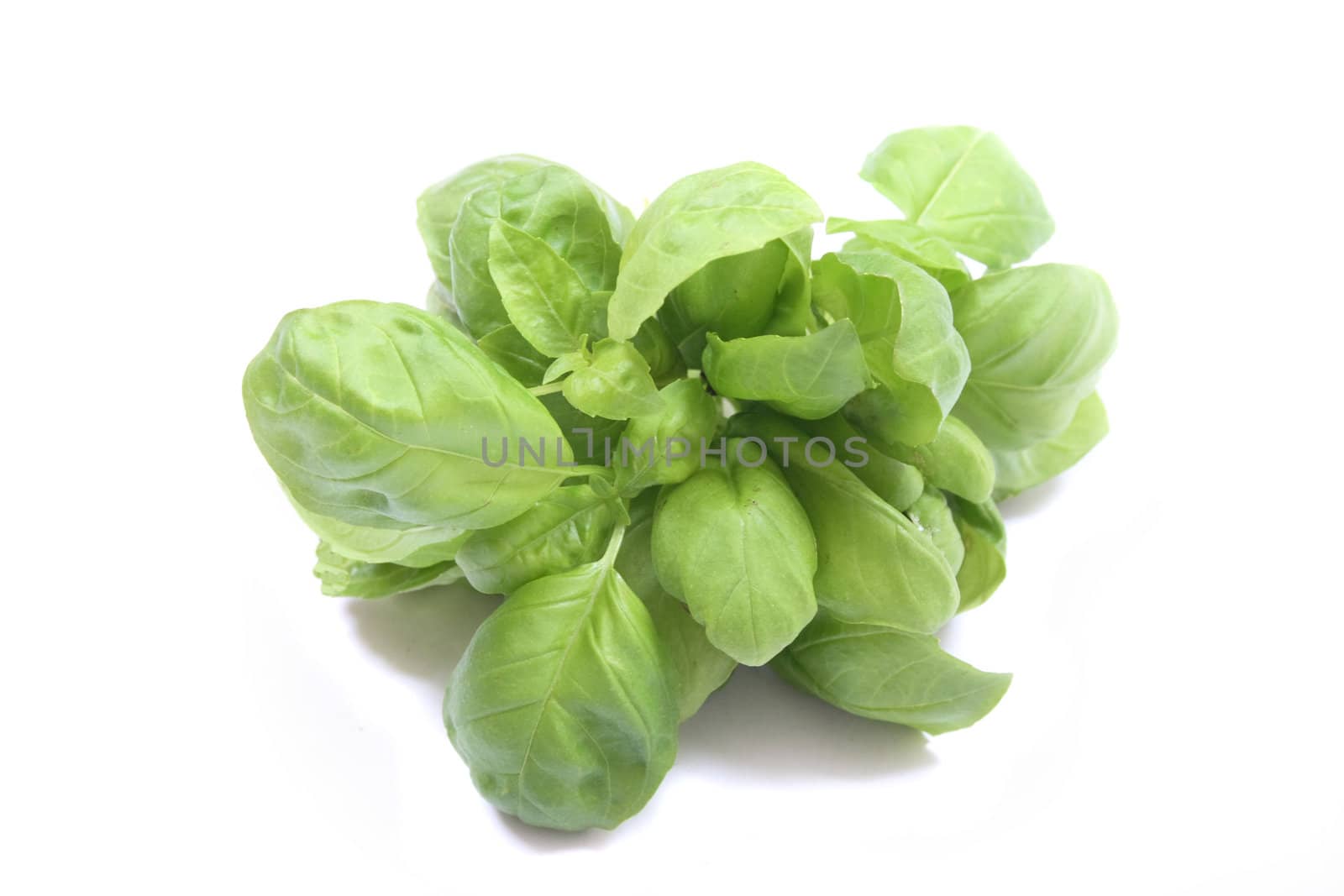leaves of sweet basil on the white background