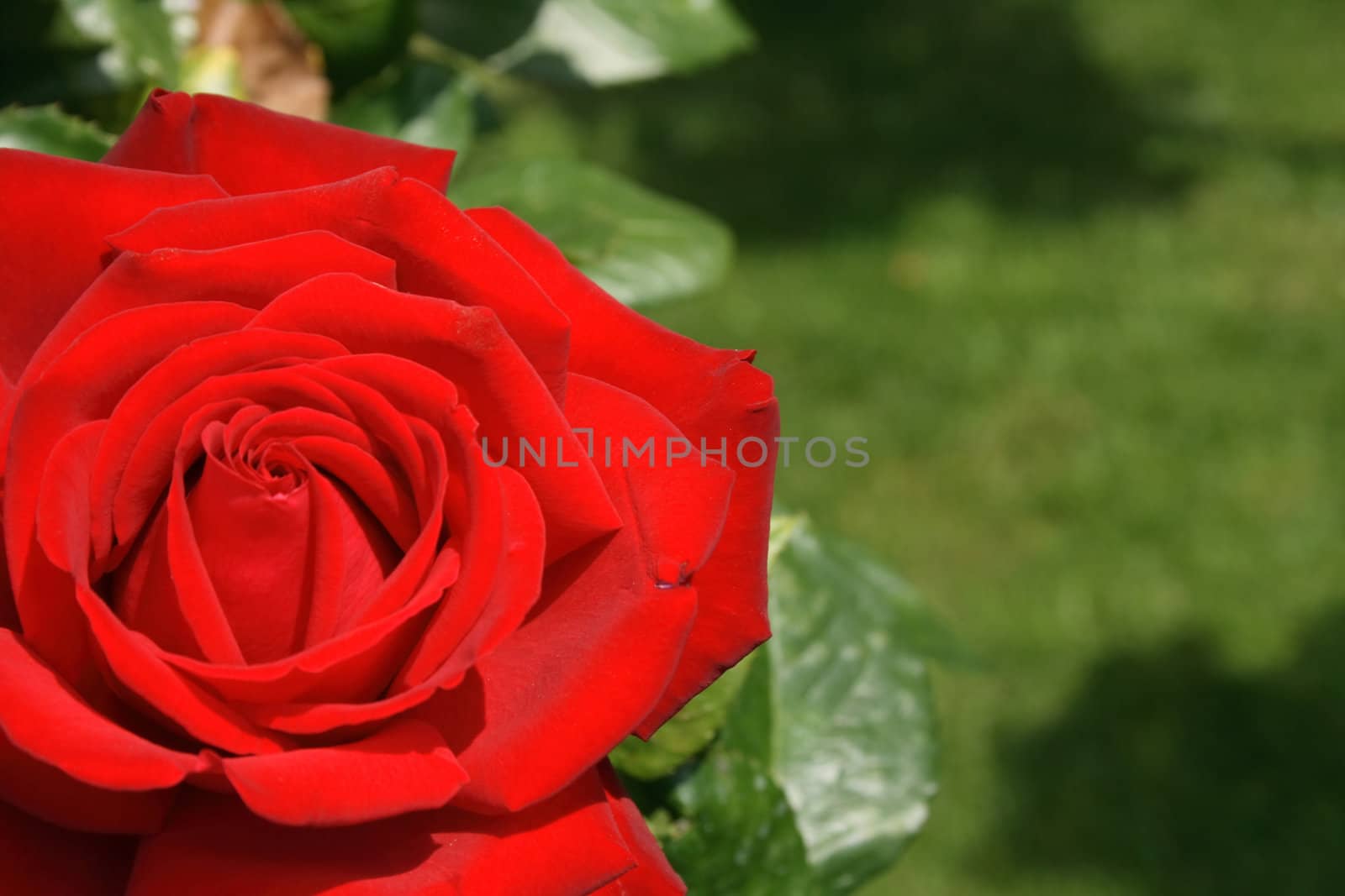 rose background by jonnysek