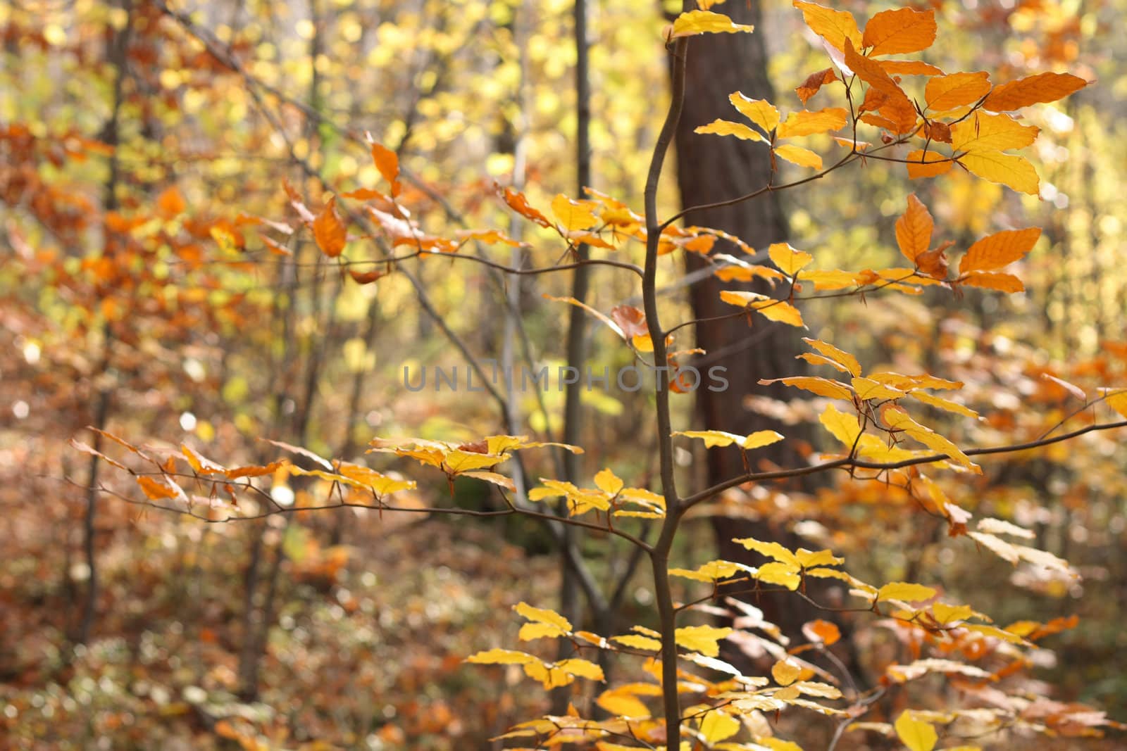 color autumn forest from the czech republic 