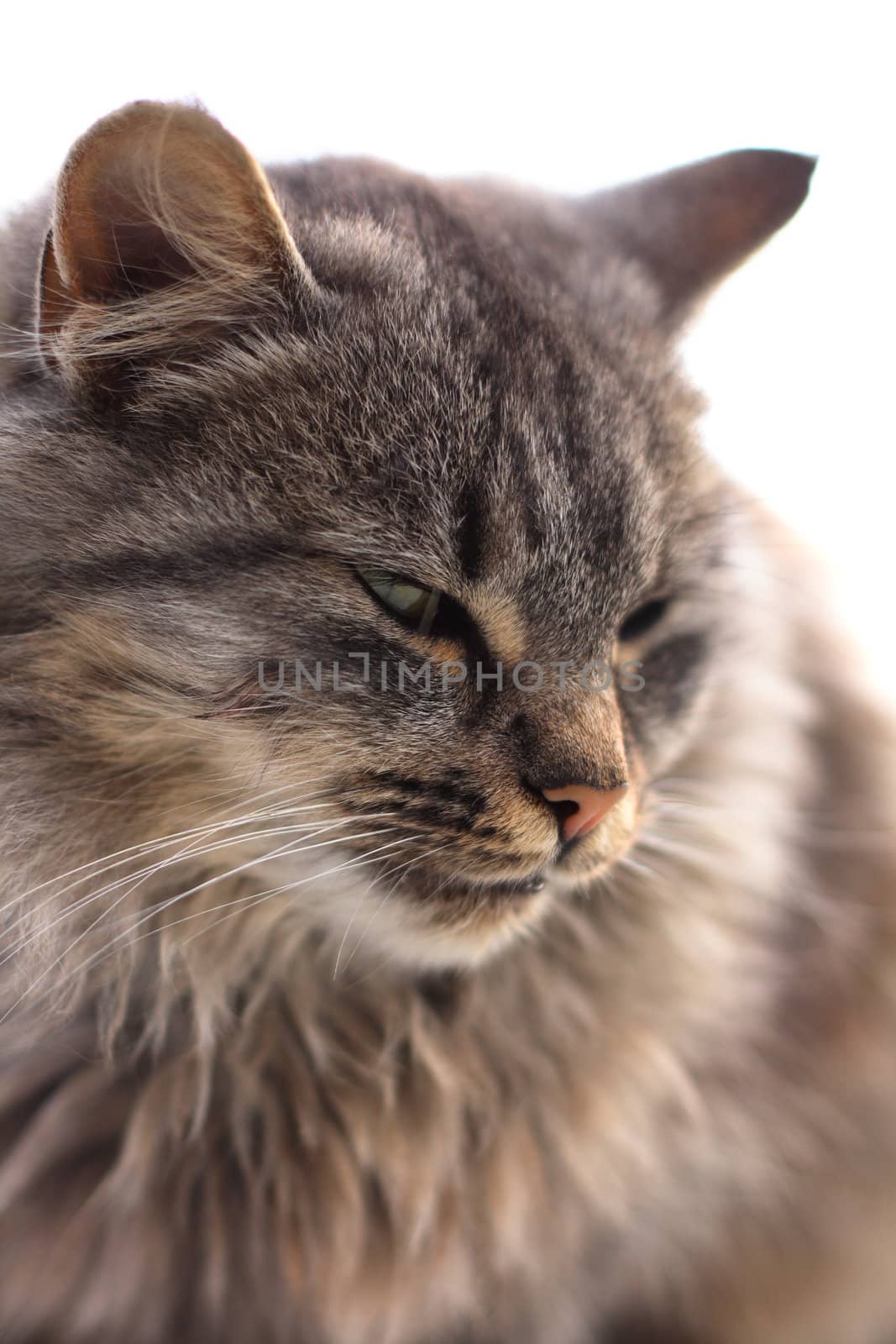 head of grey cat in the nature 