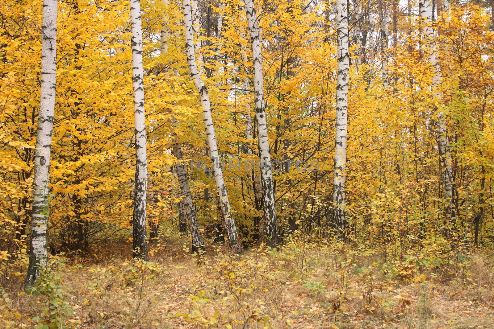 color autumn forest from the czech republic 