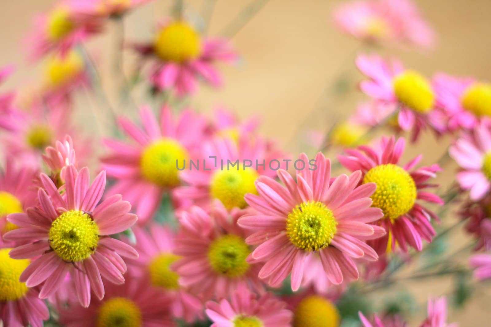 very nice pink and yellow flowes - natural background