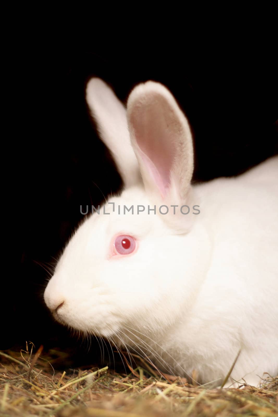 white rabbit  with red eyes on the black background 