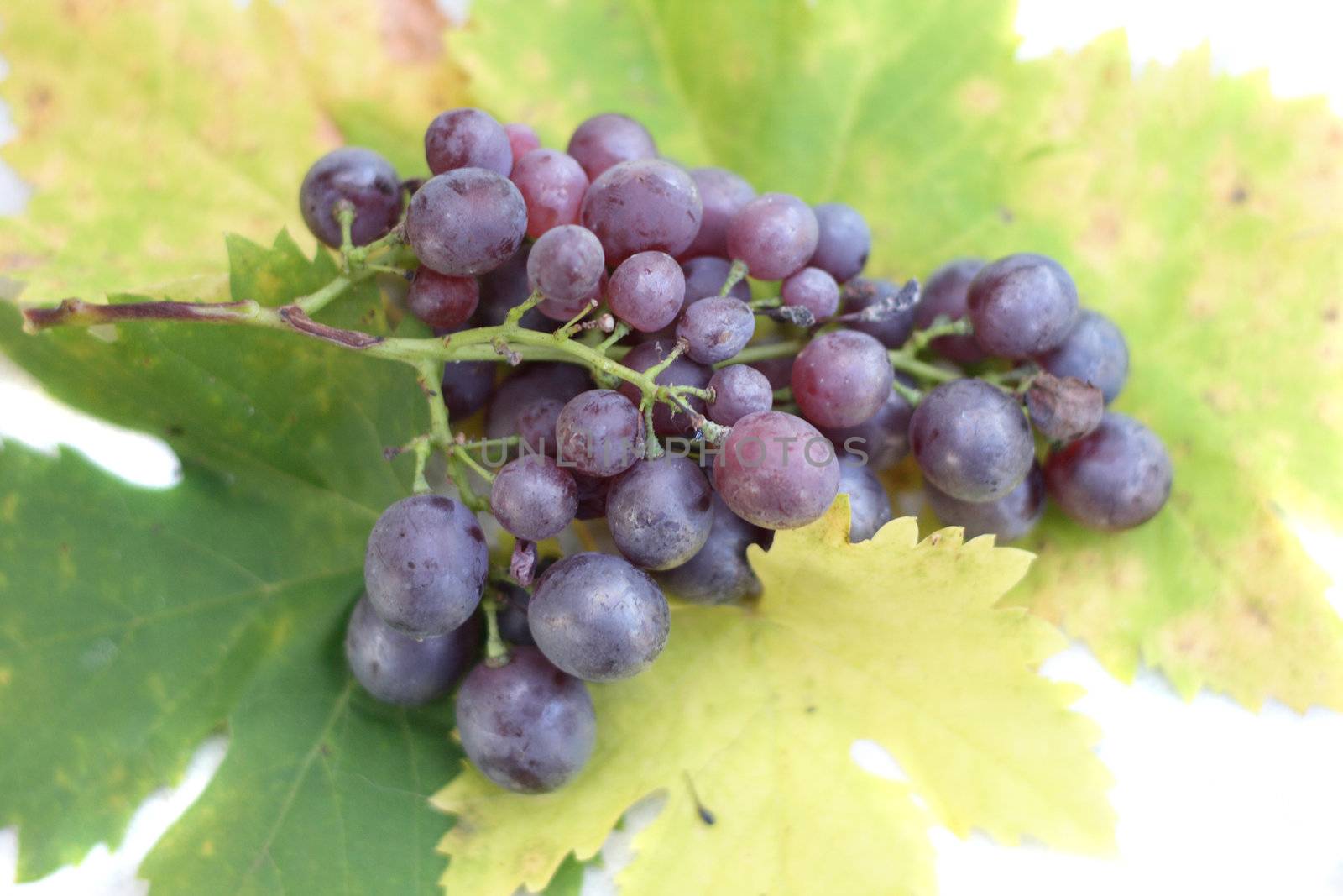 red grapes with green leaves on the white background