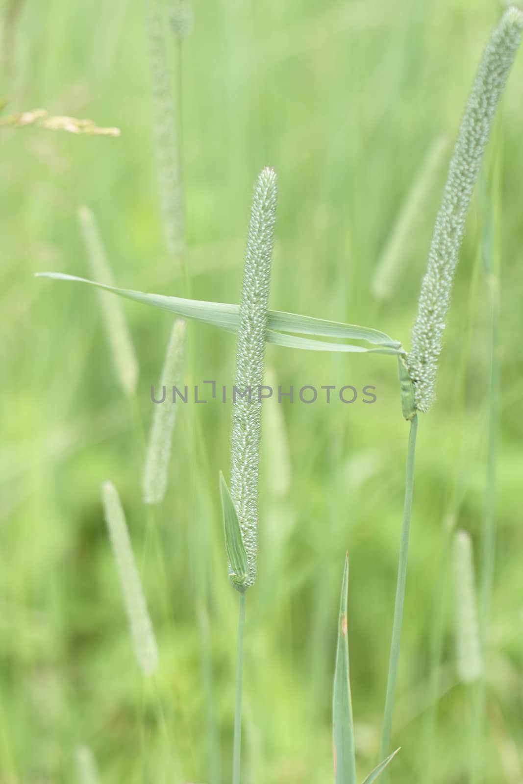 very fresh green grass background in the spring