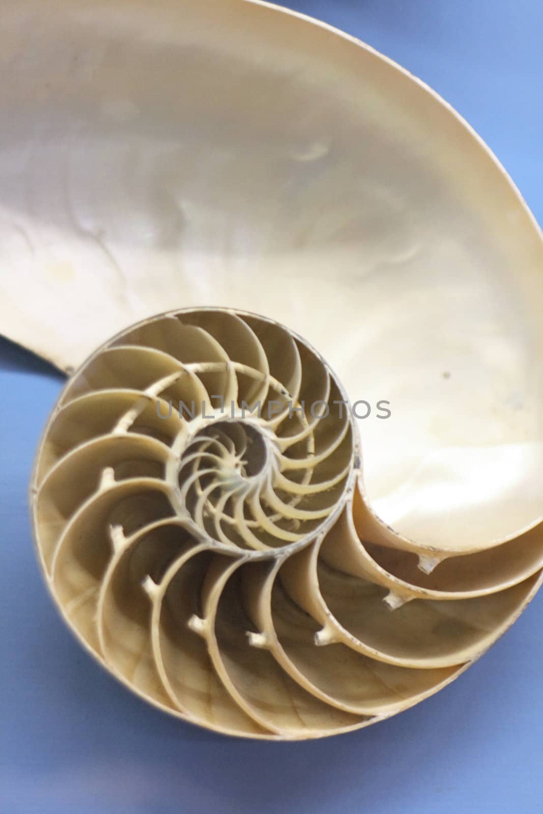 seashell background from the real natural nautilus