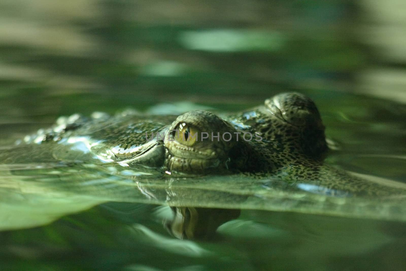 detail of crocodile (nice eyes) in the water 