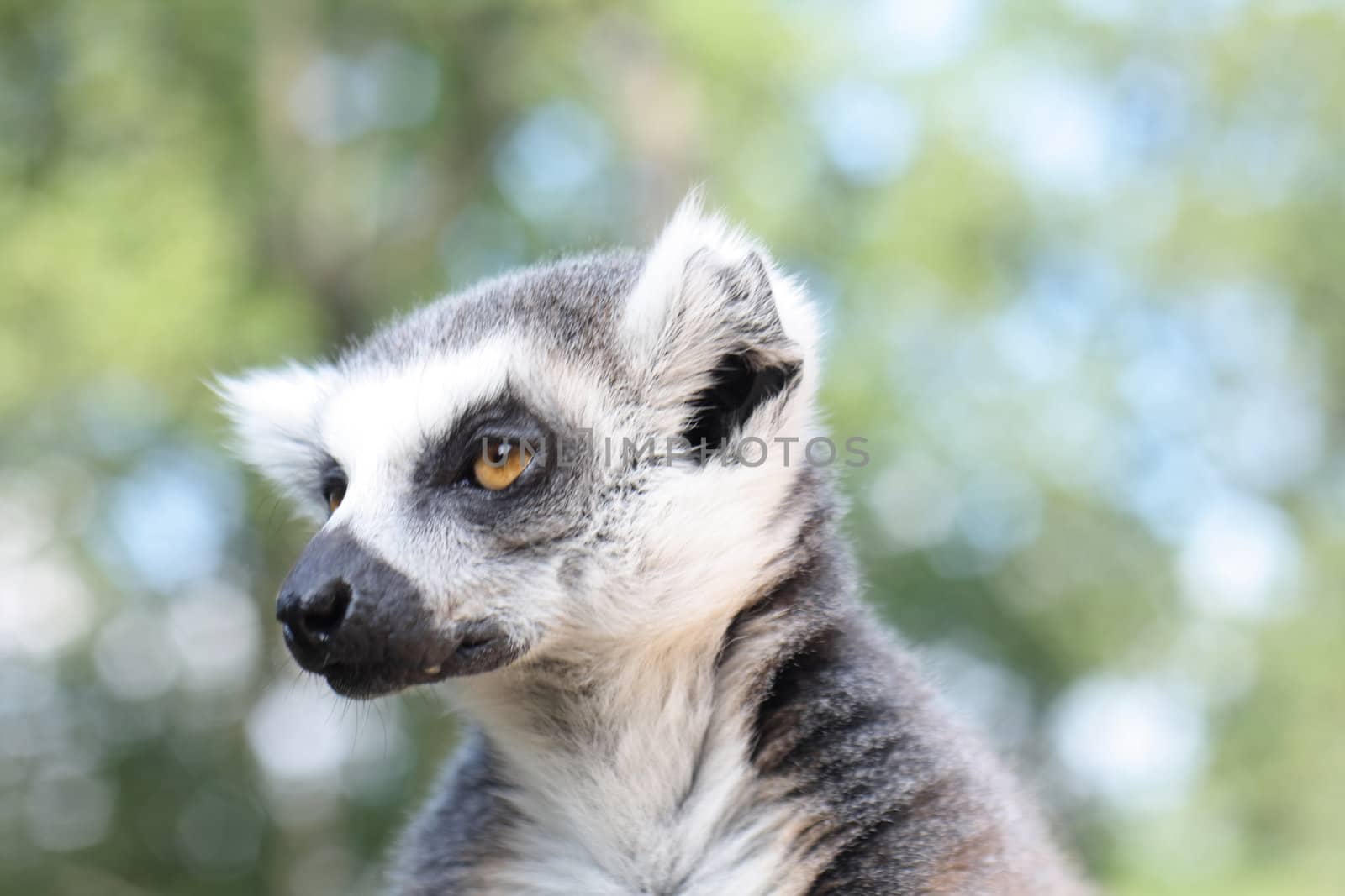 very nice lemur monkey in the jungle 