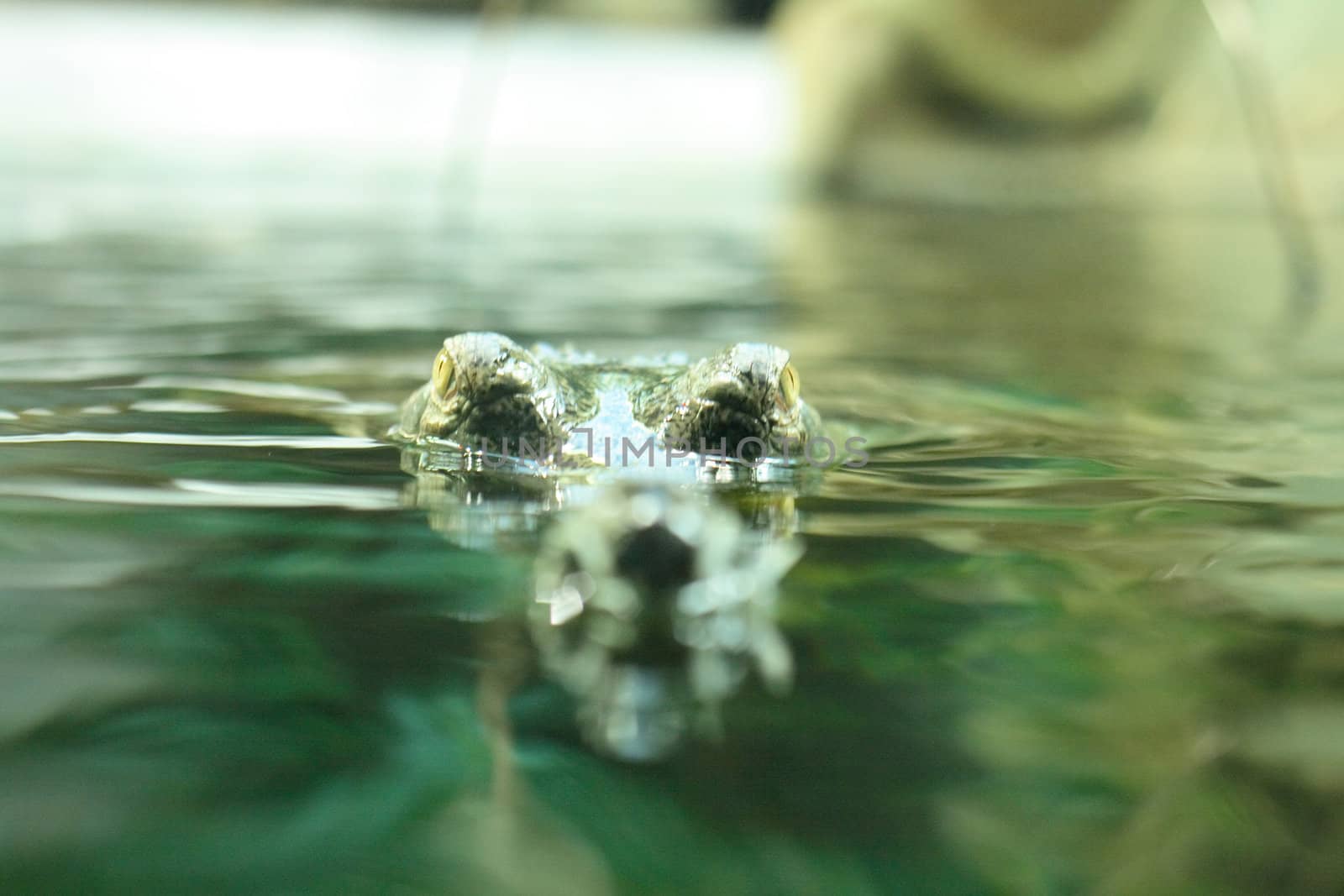 dangerous green crocodile under water (beautiful eyes)