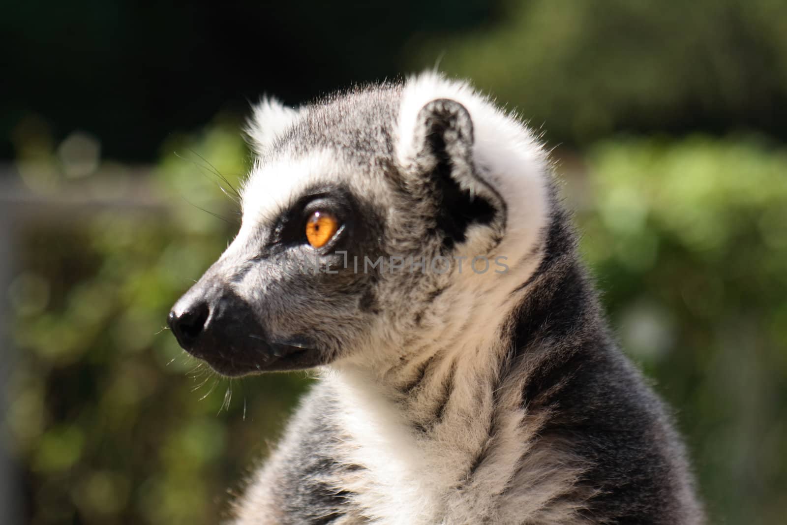 monkey lemur is watching everithing around him 