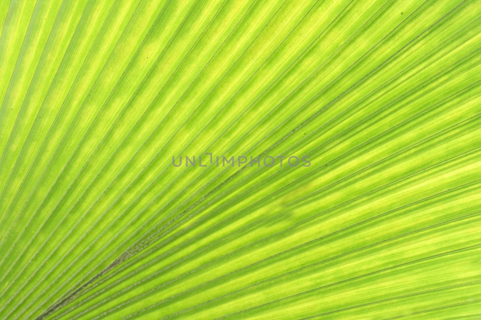 green natural background from the palm leaf