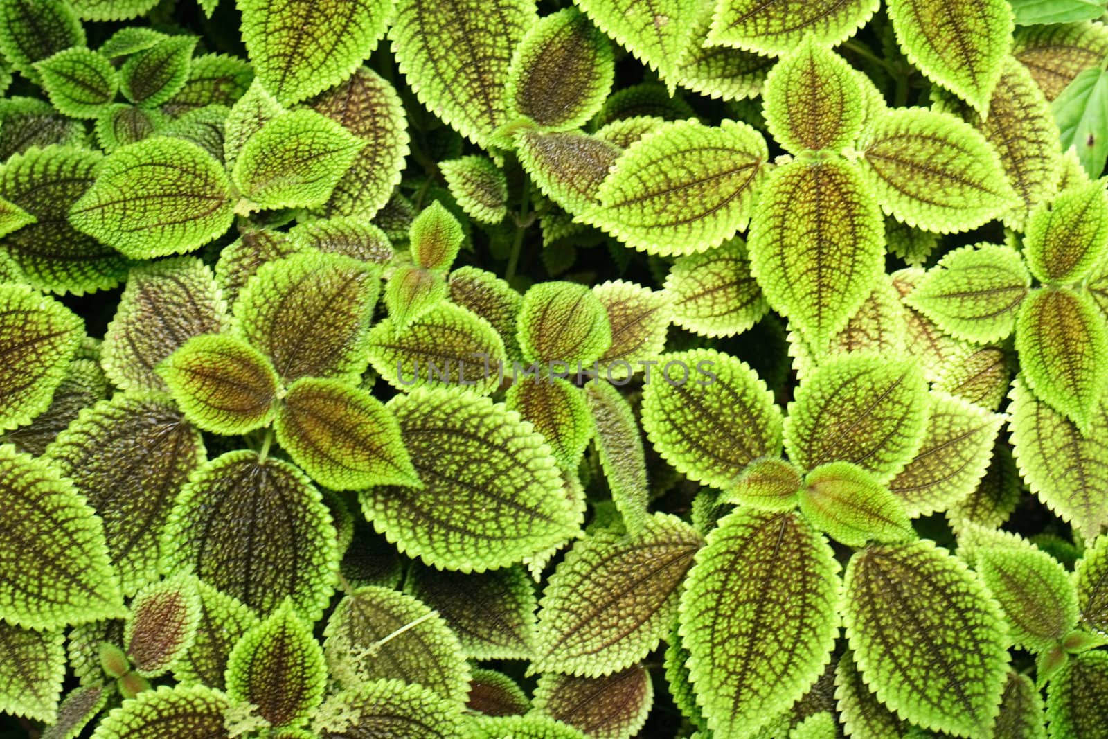 green background from the small fresh leaves