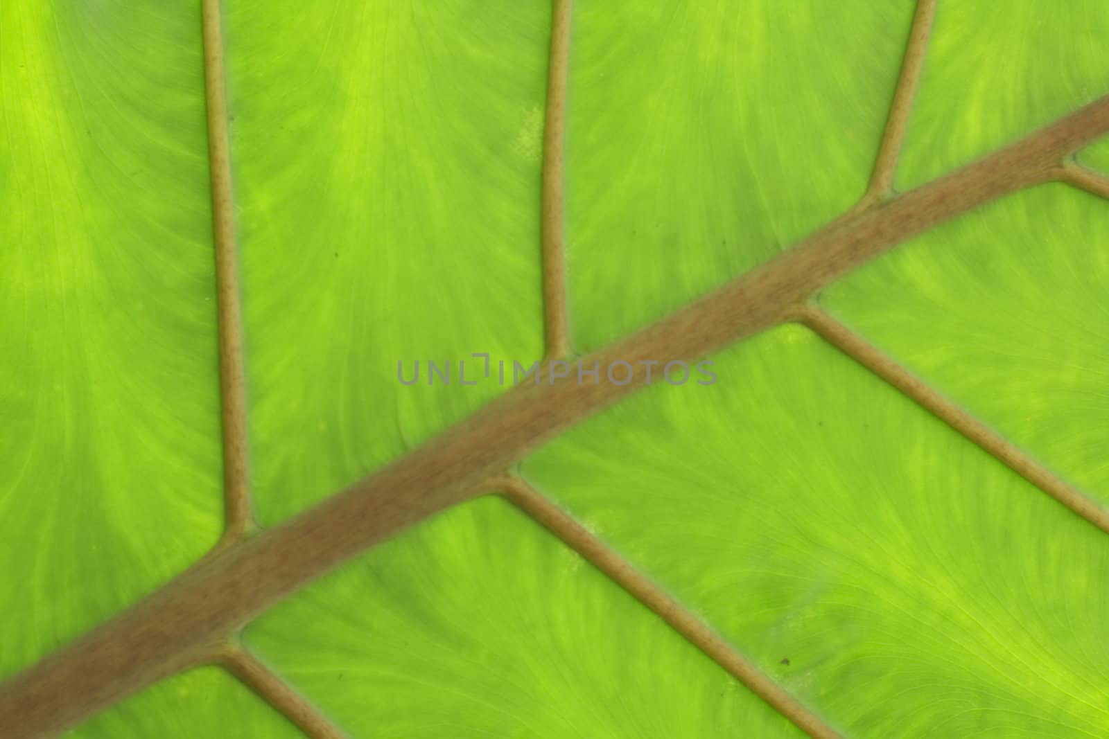 nice green leaf background from the exotic plant