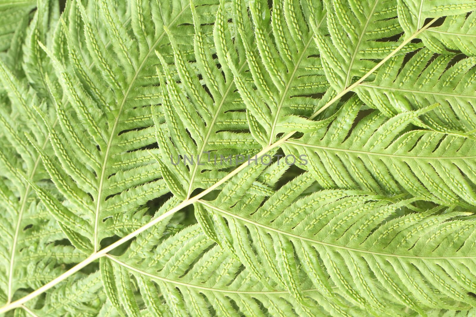 green background from the czech forest