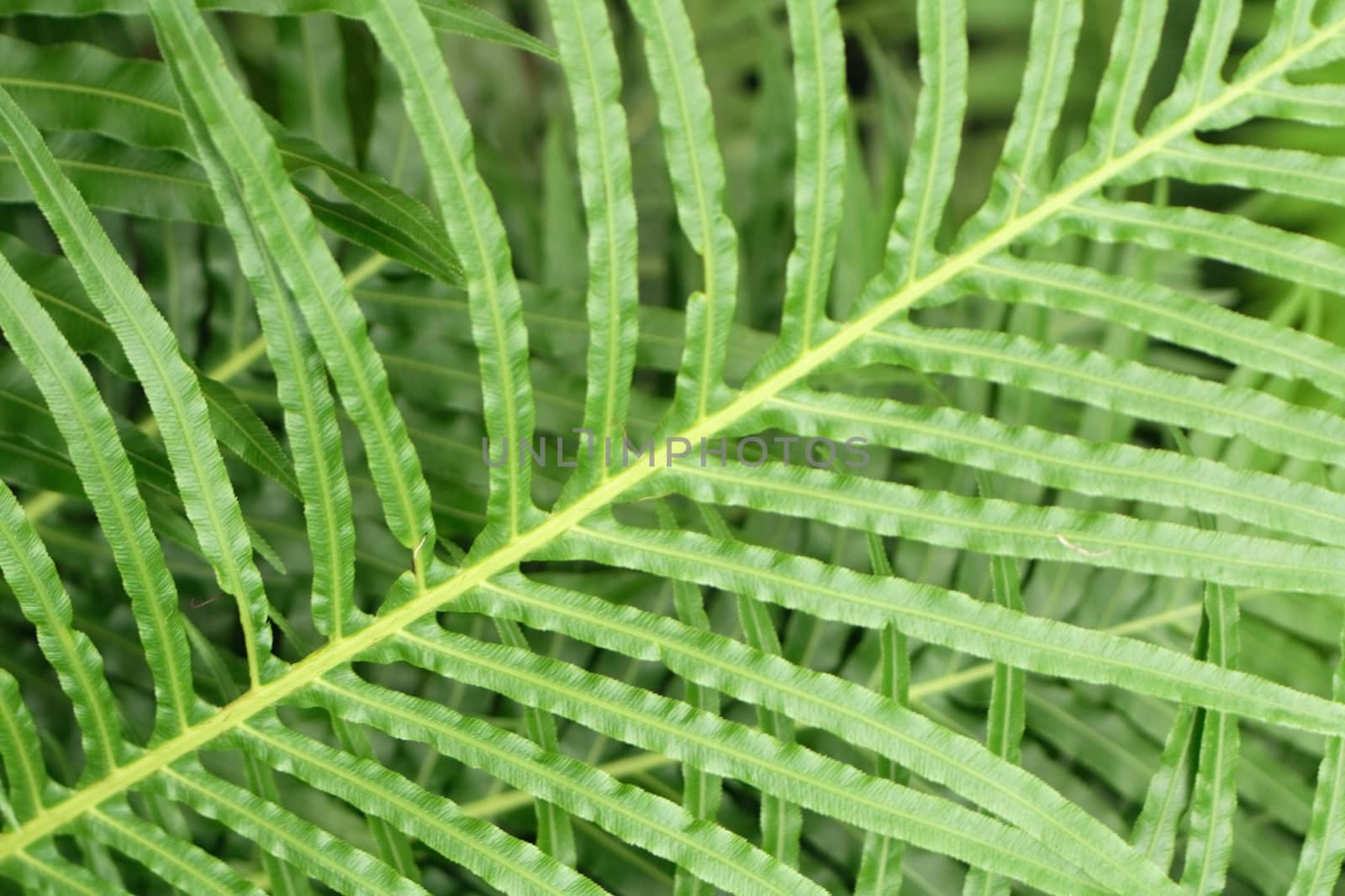 nice green leaf background from the exotic plant