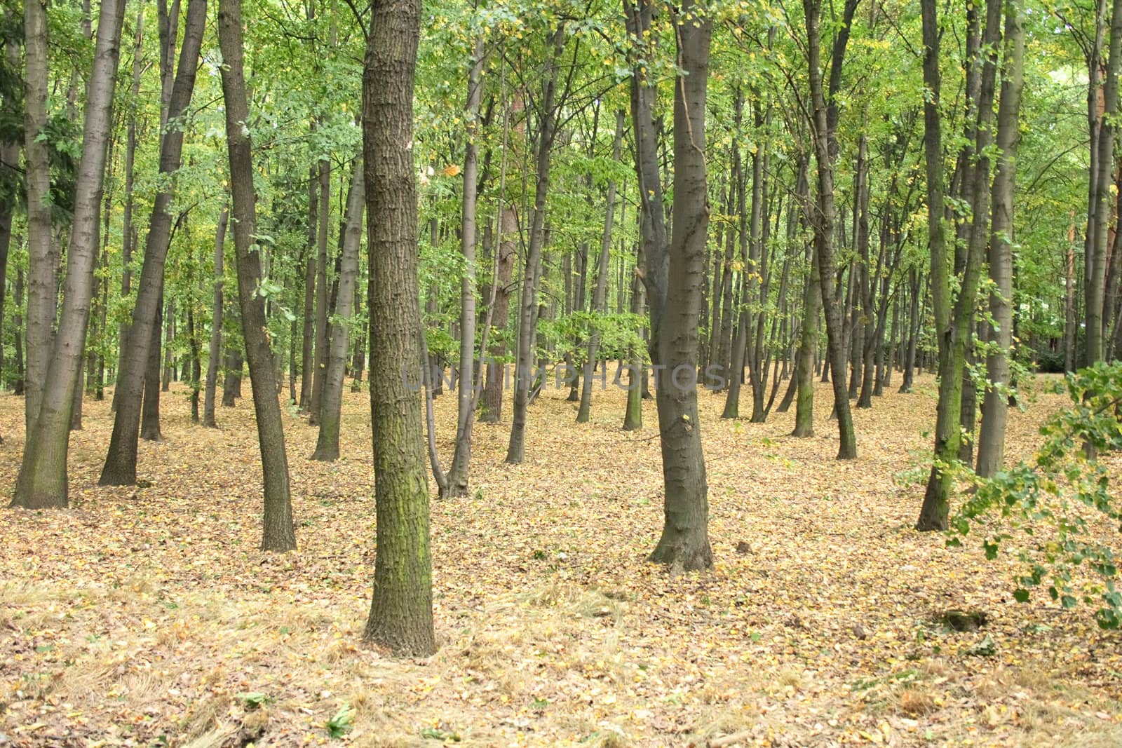 autumn is starting in the czech forest