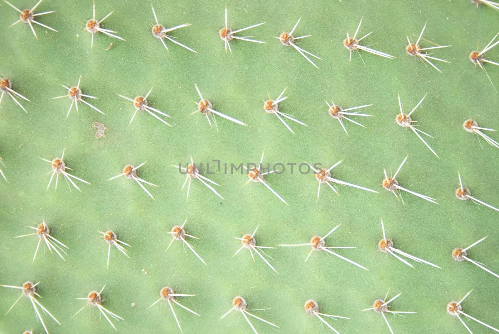 nice green leaf background from the exotic cactus