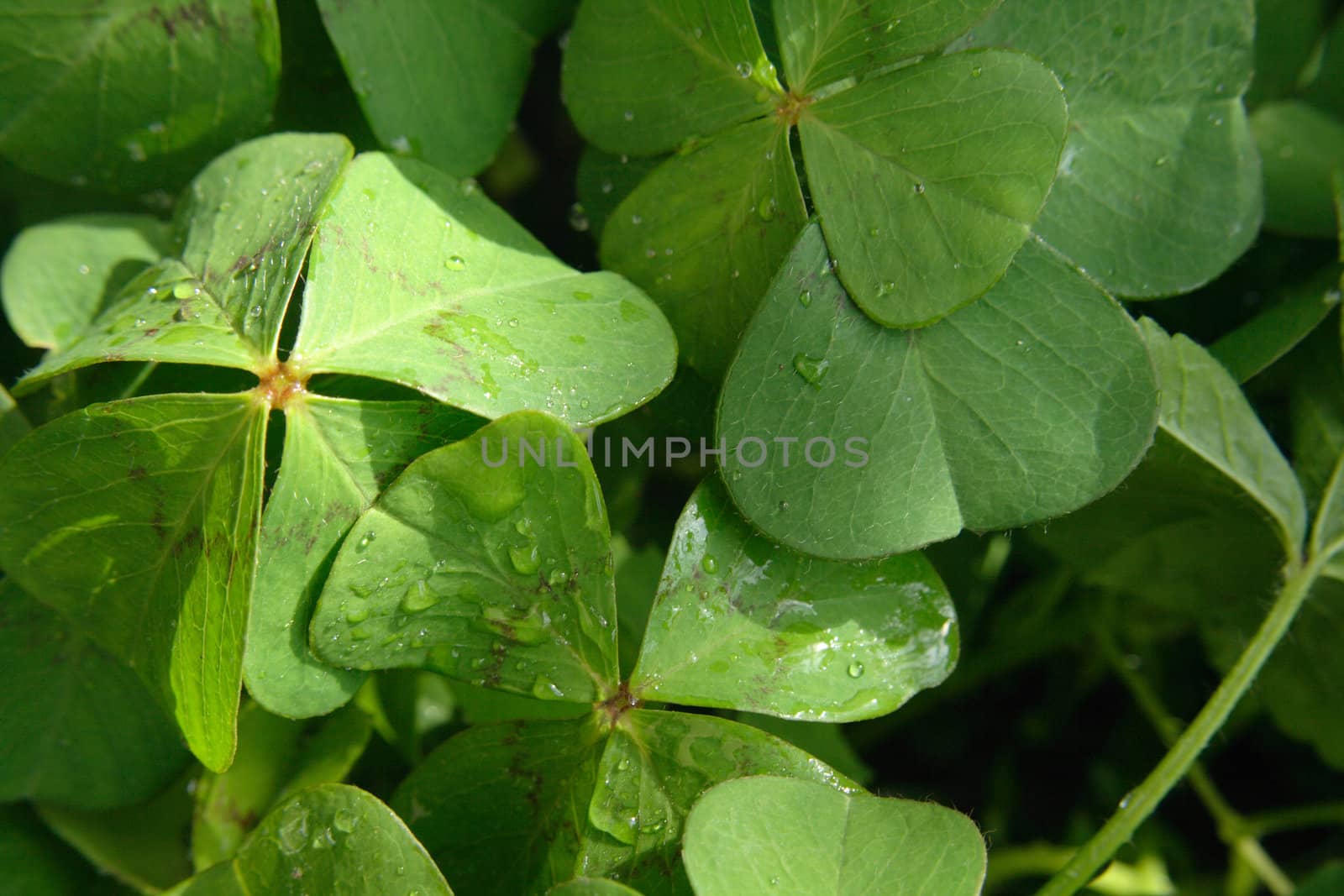 very nice green natural background from the leaves