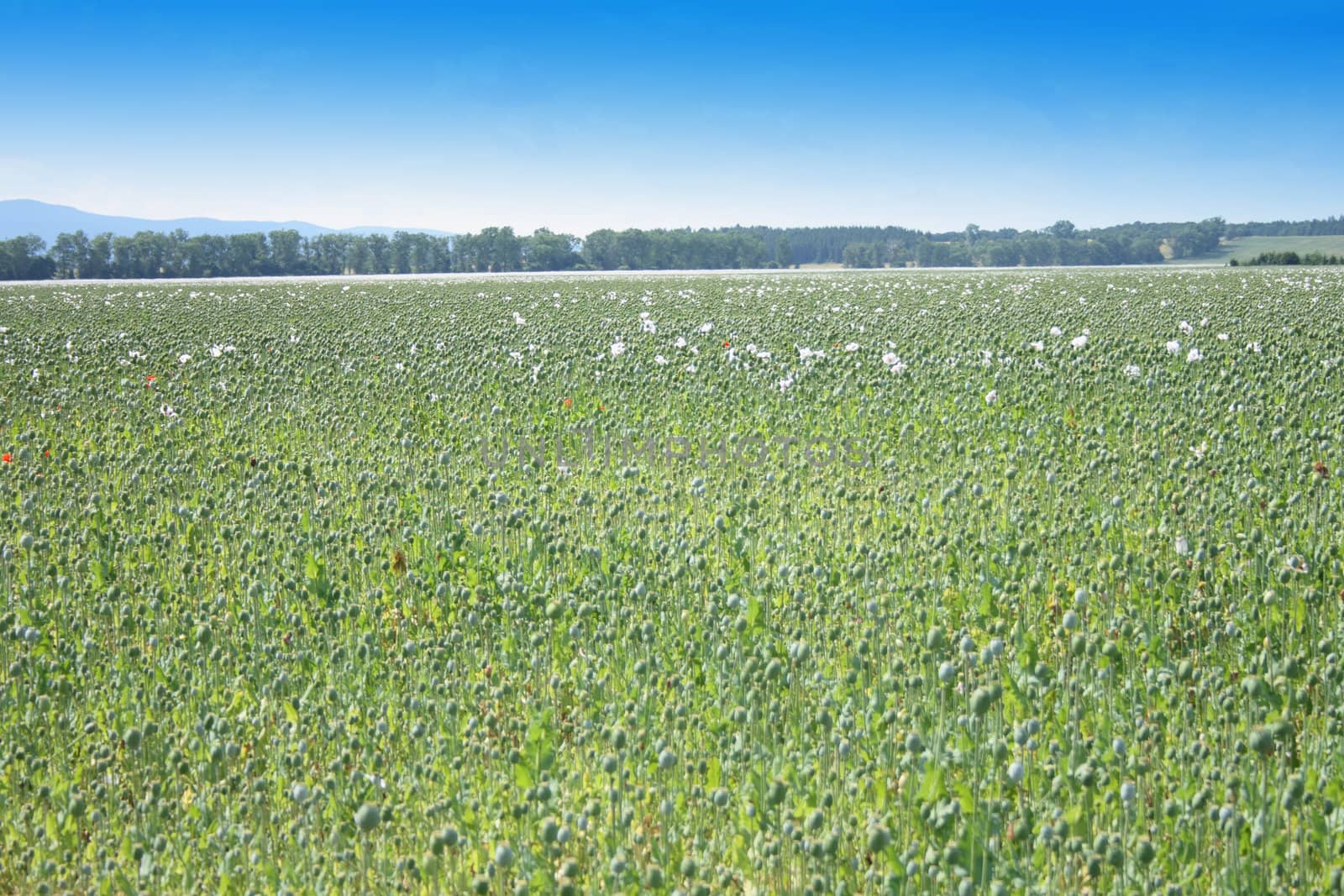 greeen poppy field with the blue sky 